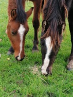 Les Ecuries de la Citadelle 
